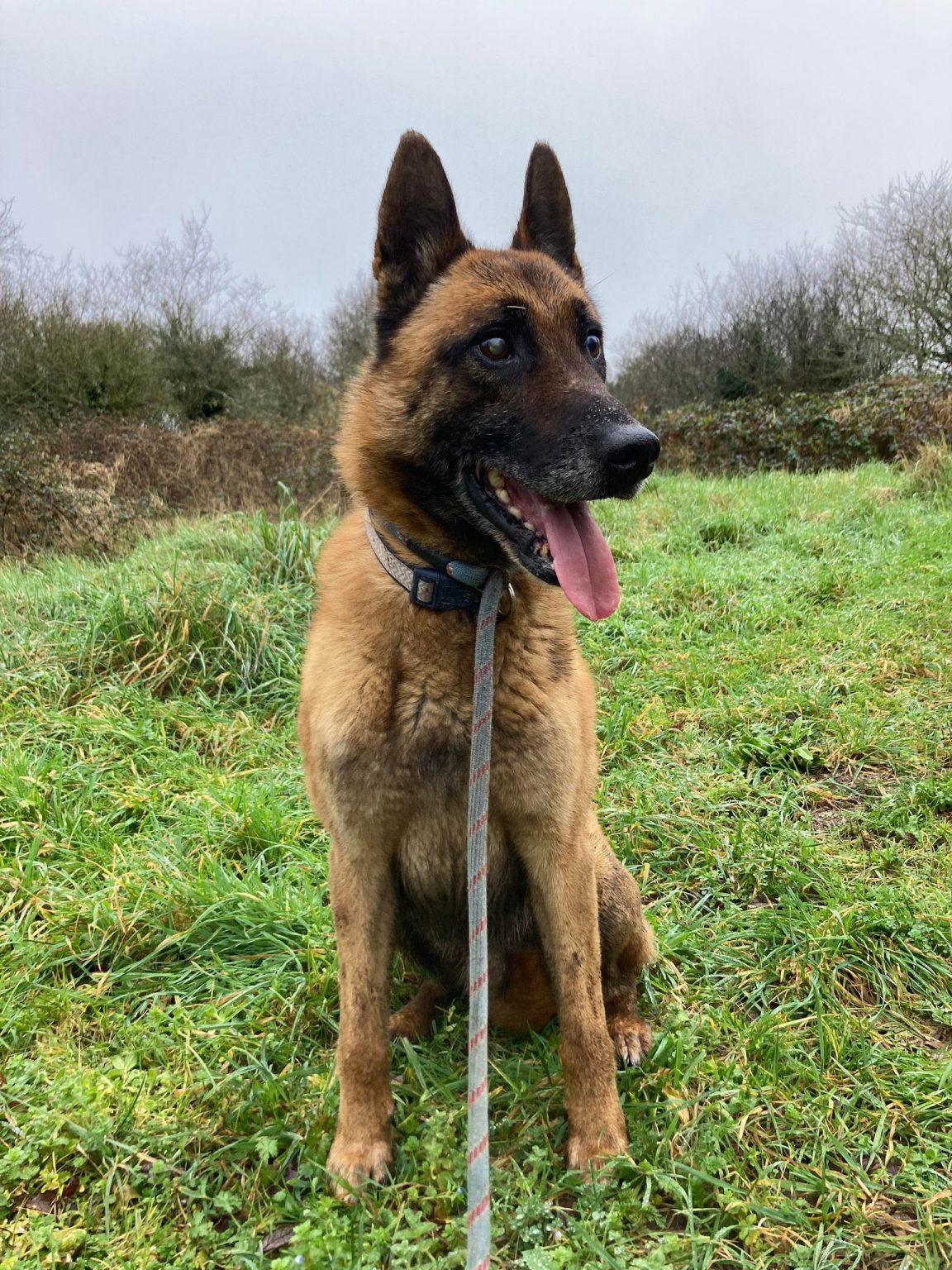 MISS  8 ans et LARGO 9 ans -  berger belge malinois - Spa de Cornouaille à Concarneau (29) 429305698_429076632813779_4102476684244711909_n-1152x1536