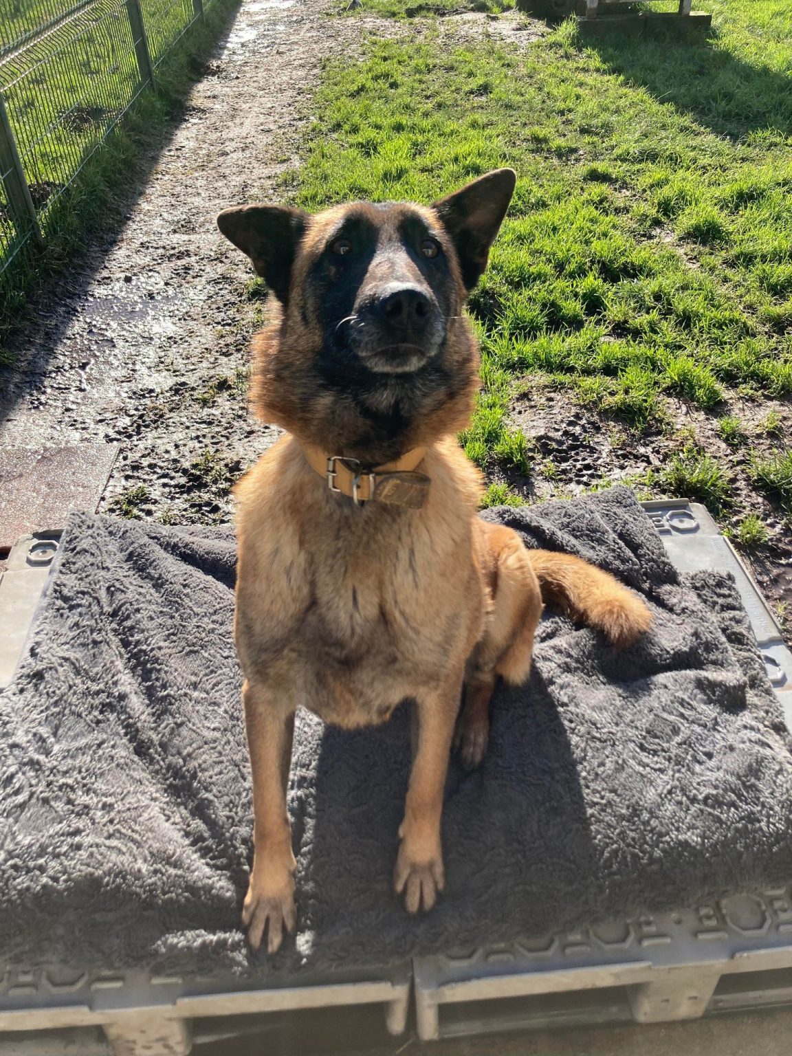 MISS  8 ans et LARGO 9 ans -  berger belge malinois - Spa de Cornouaille à Concarneau (29) 429800126_777165434280596_1110648097094690960_n-1152x1536